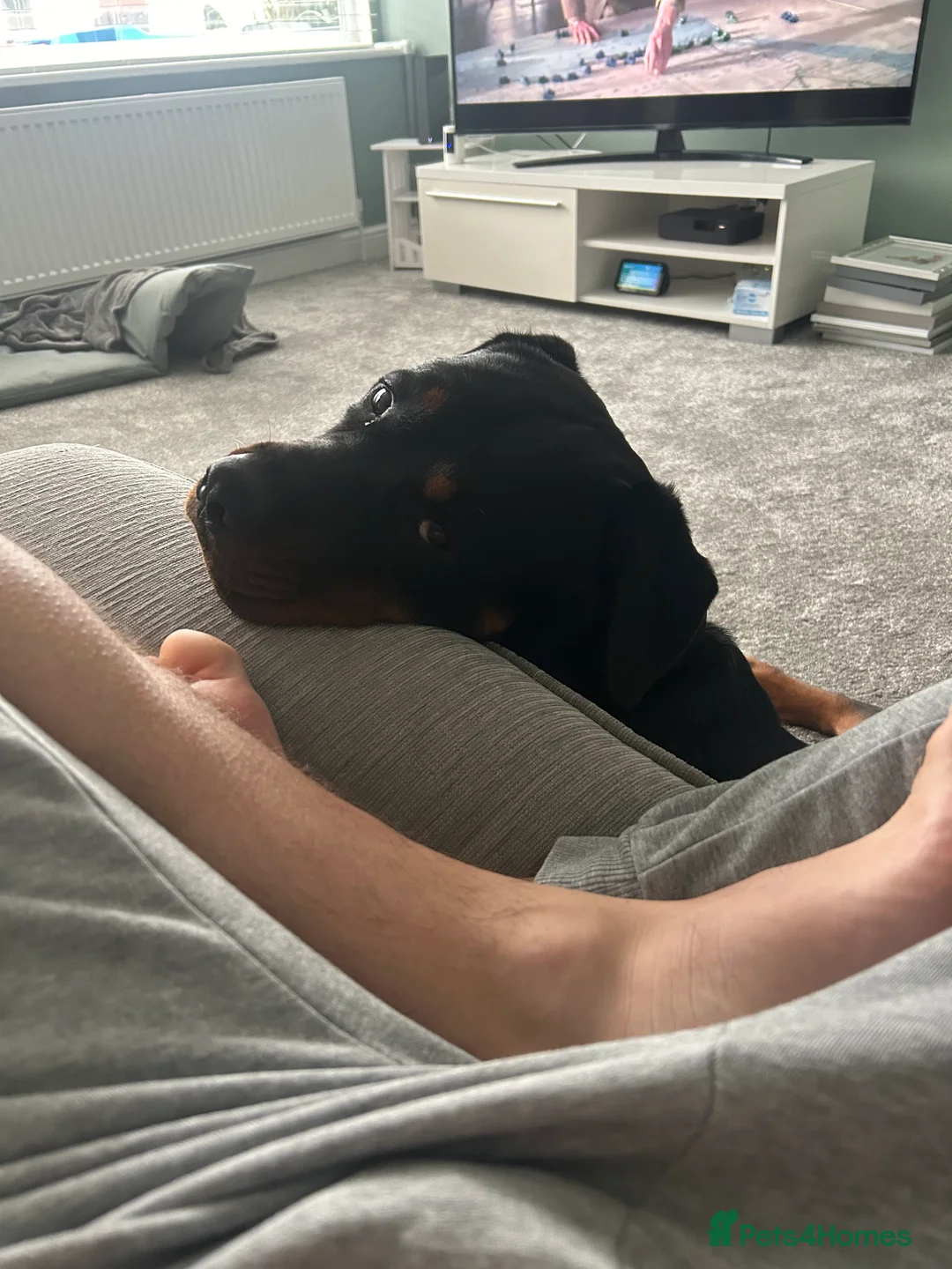 Rottweiler dogs for sale: 2 year old male full German  - Advert 25