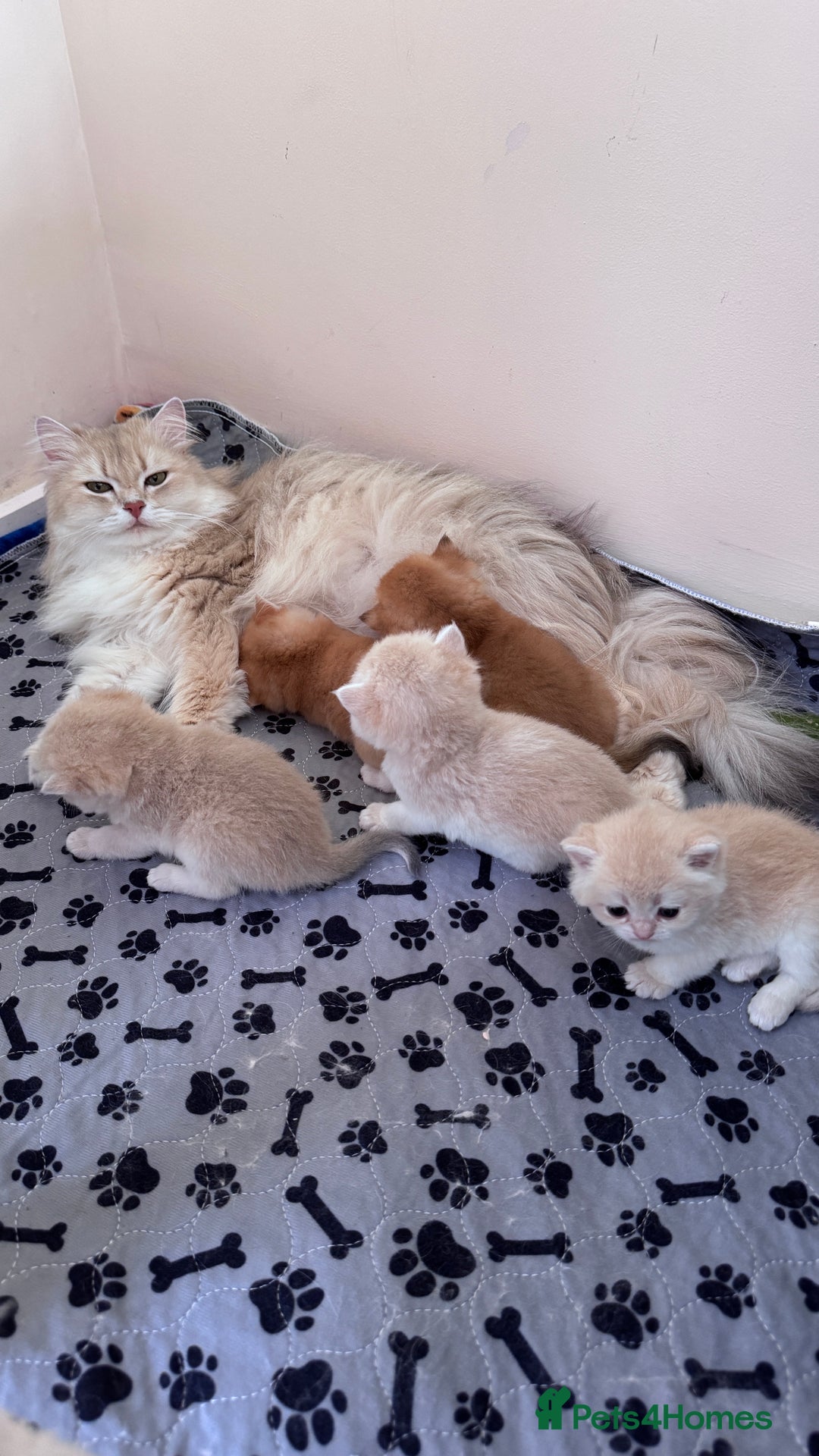 British Shorthair cats for sale: BSH GCCF GOLDEN AND BLUE KITTENS  - Image 29