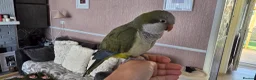 Parakeets birds for sale: Green quaker looking for forever home - Advert 1
