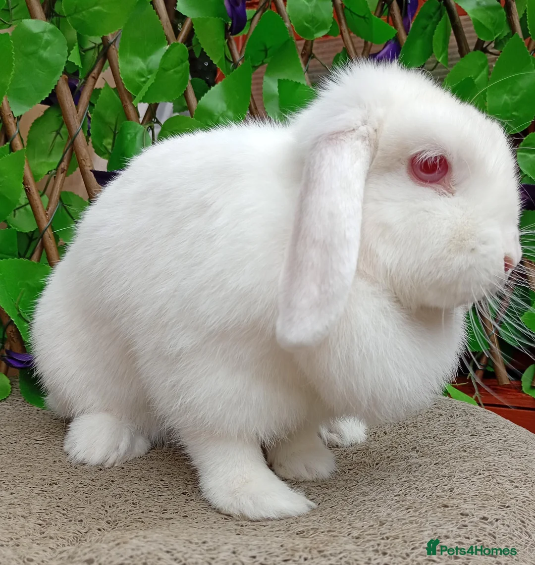 Mini Lop rabbits for sale: Mini lop adults - Advert 3