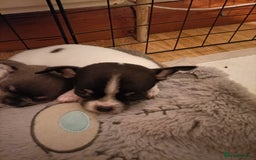 Chihuahua dogs for sale: KC Chihuahua puppies  - Image 6