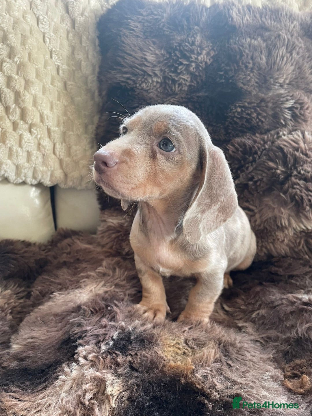 Dachshund dogs for sale: Miniature Dachshunds for sale  - Advert 7