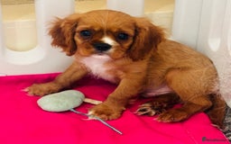 Cavalier King Charles Spaniel dogs for sale: King Charles cavalier  in Arundel - Image 29