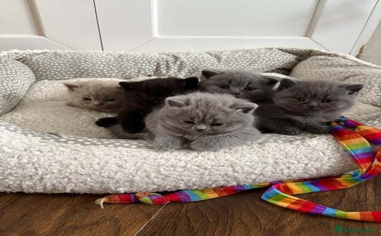 British Shorthair cats - Advert 1