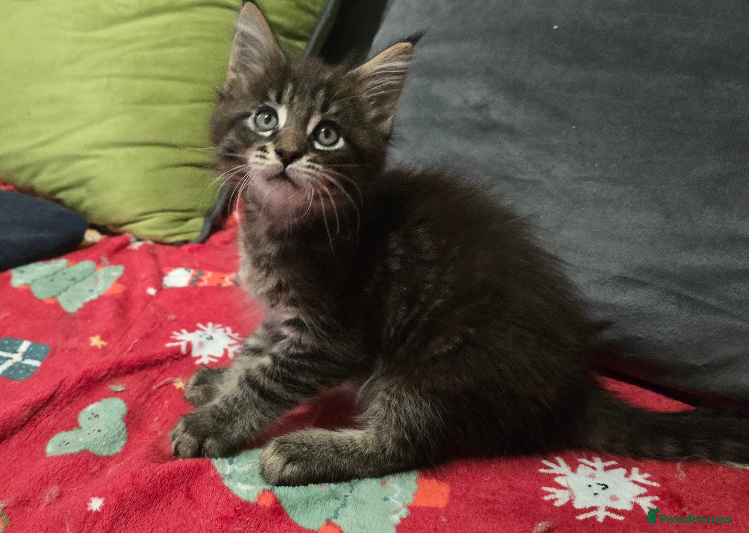 Maine Coon cats Maine Coon Kittens  - Advert 6