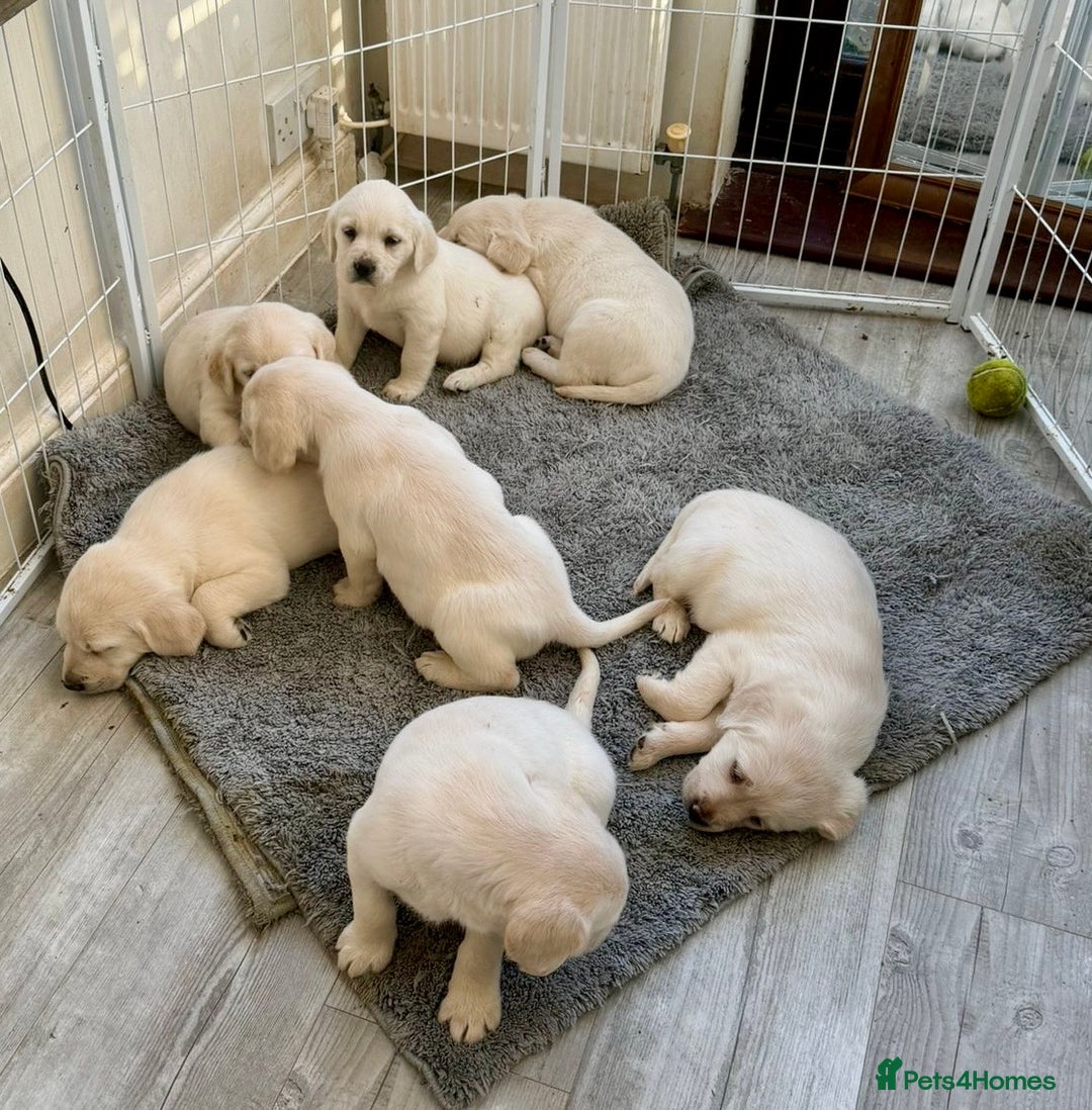 Goldador dogs for sale: Stunning Lab x Retriever pups - Advert 3