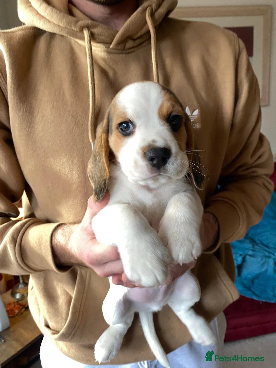 Beagle dogs for sale: Beautiful home reared chunky beagle pups - Advert 5