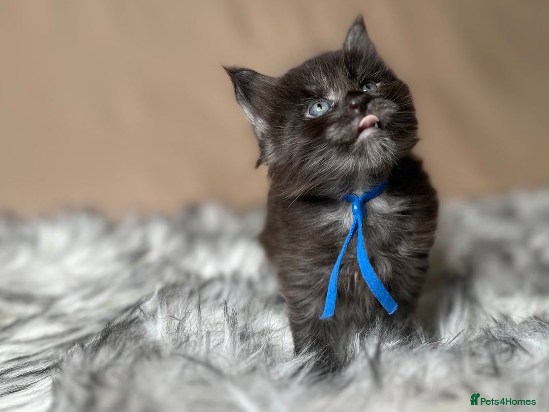 Maine Coon cats for sale: Maine coon kittens blue silver smoke rare colours - Advert 12
