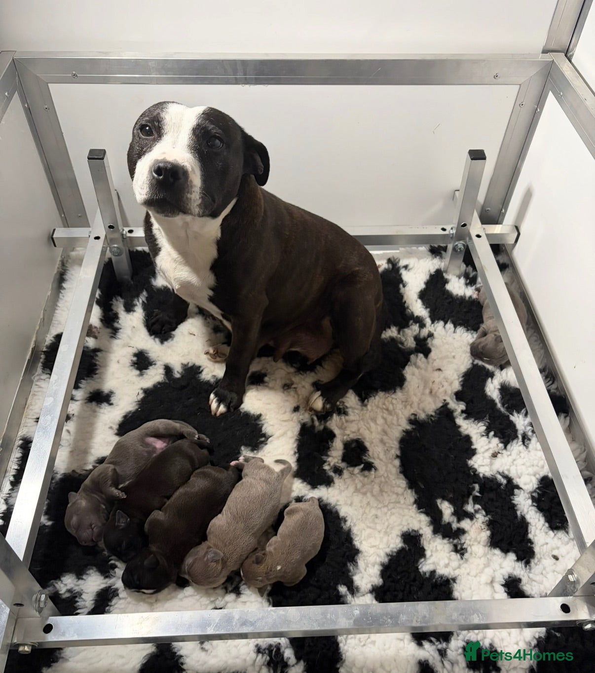 Staffordshire Bull Terrier dogs KC Registered Staffordshire Bull Terrier Puppies. - Advert 2