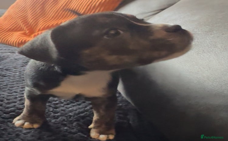 Mixed Breed dogs - Advert 16