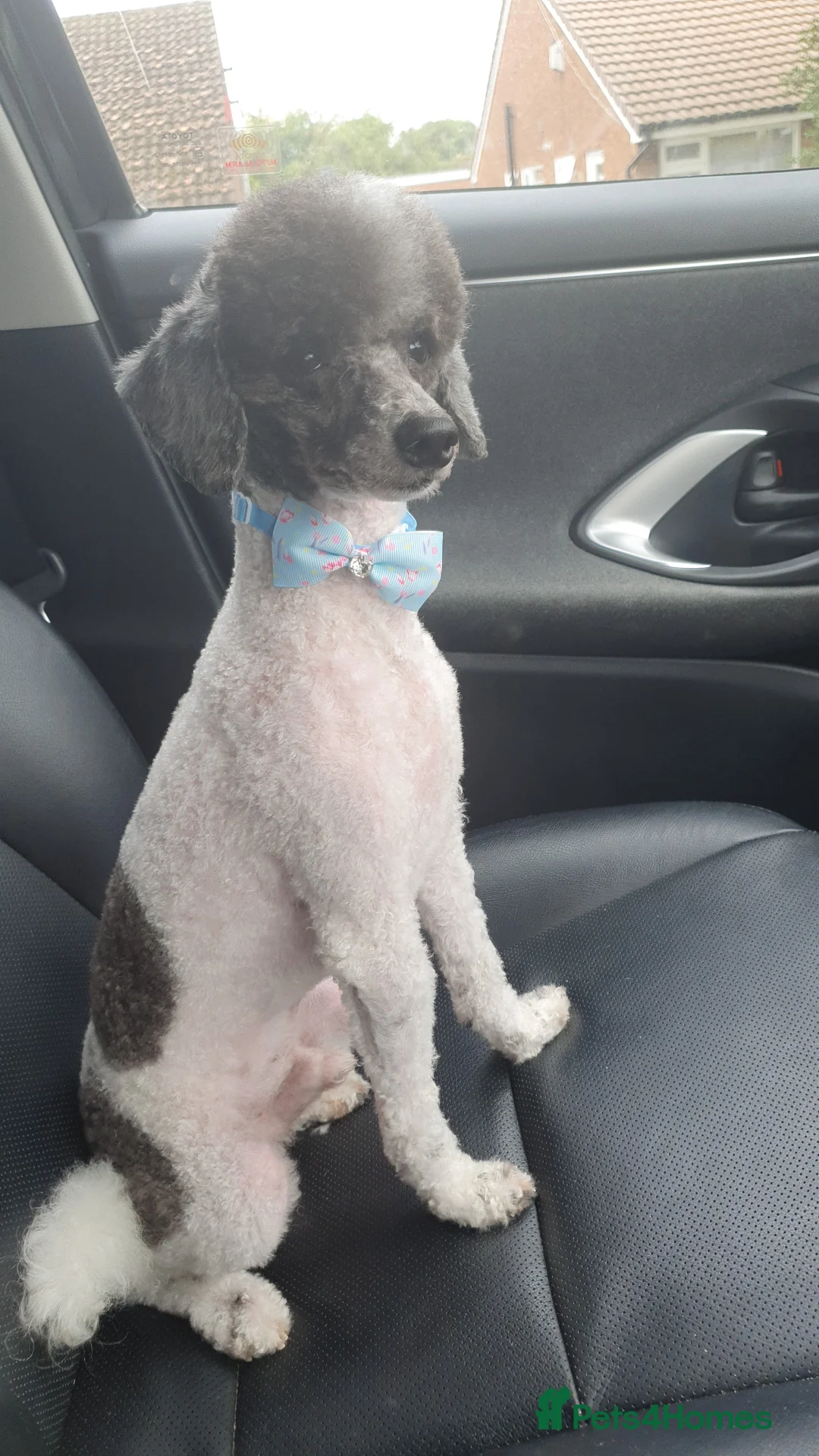 Toy Poodle dogs for stud: KC PROVEN toy poodle male for stud in Gerrards Cross - Advert 5