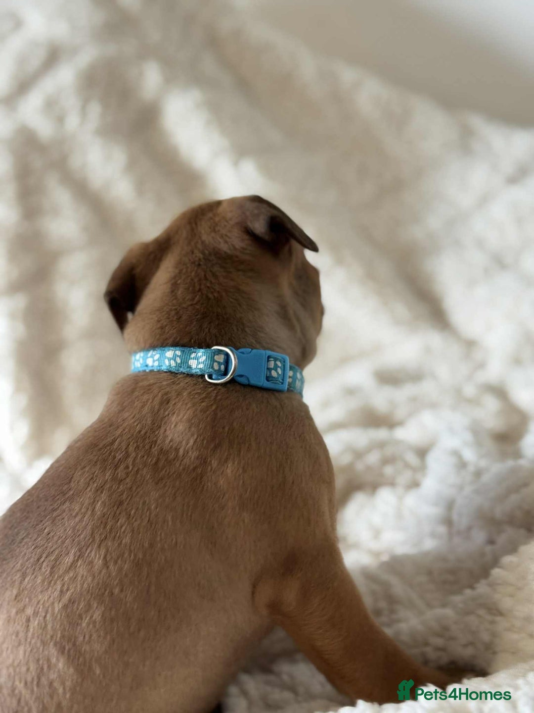 Staffordshire Bull Terrier dogs for sale: Kc registered Staffordshire bull terriers - Advert 36