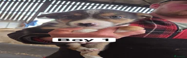 Border Collie 1