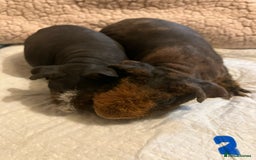 Guinea Pig rodents for sale: Well handled skinny pigs.  - Advert 7