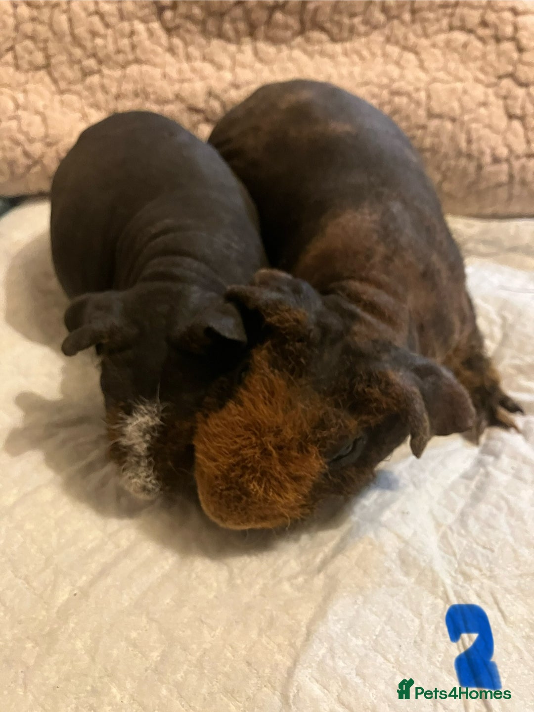 Guinea Pig rodents for sale: Well handled skinny pigs.  - Advert 7