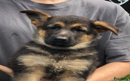 German Shepherd dogs for sale: Gorgeous German shepherd puppies  - Image 4