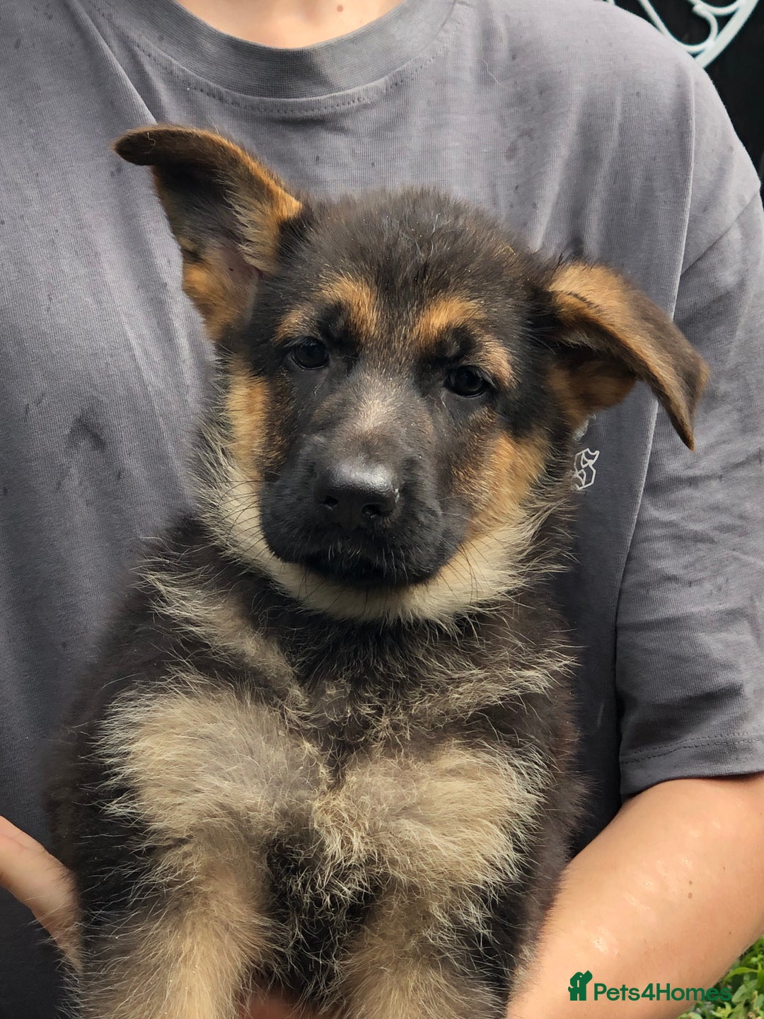 German Shepherd dogs for sale: Gorgeous German shepherd puppies  - Image 4