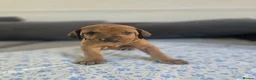 Mixed Breed dogs for sale: Doberman mix  in Nottingham - Advert 3
