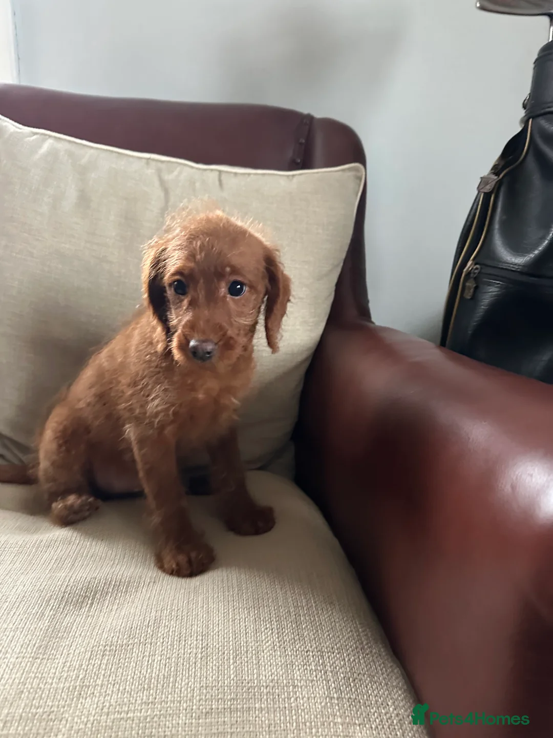 Labradoodle dogs for sale: Quality F1b Deep Red Miniature Labradoodles. - Advert 2