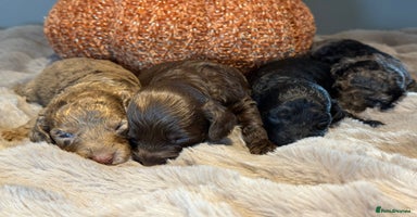 Cockapoo dogs - Advert 6