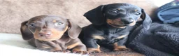 Miniature Dachshund dogs for sale: Beautiful miniature dachshund puppies  - Advert 19