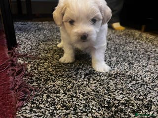 Bichon Frise dogs Bicchon malteze - Advert 17