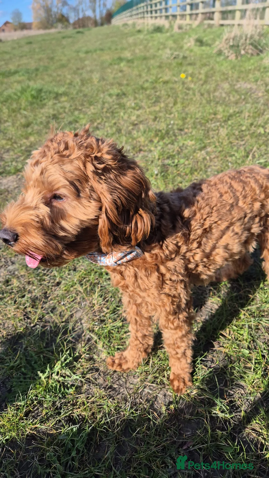 Cockapoo dogs for sale: Cockapoo - 10 Months - Advert 3