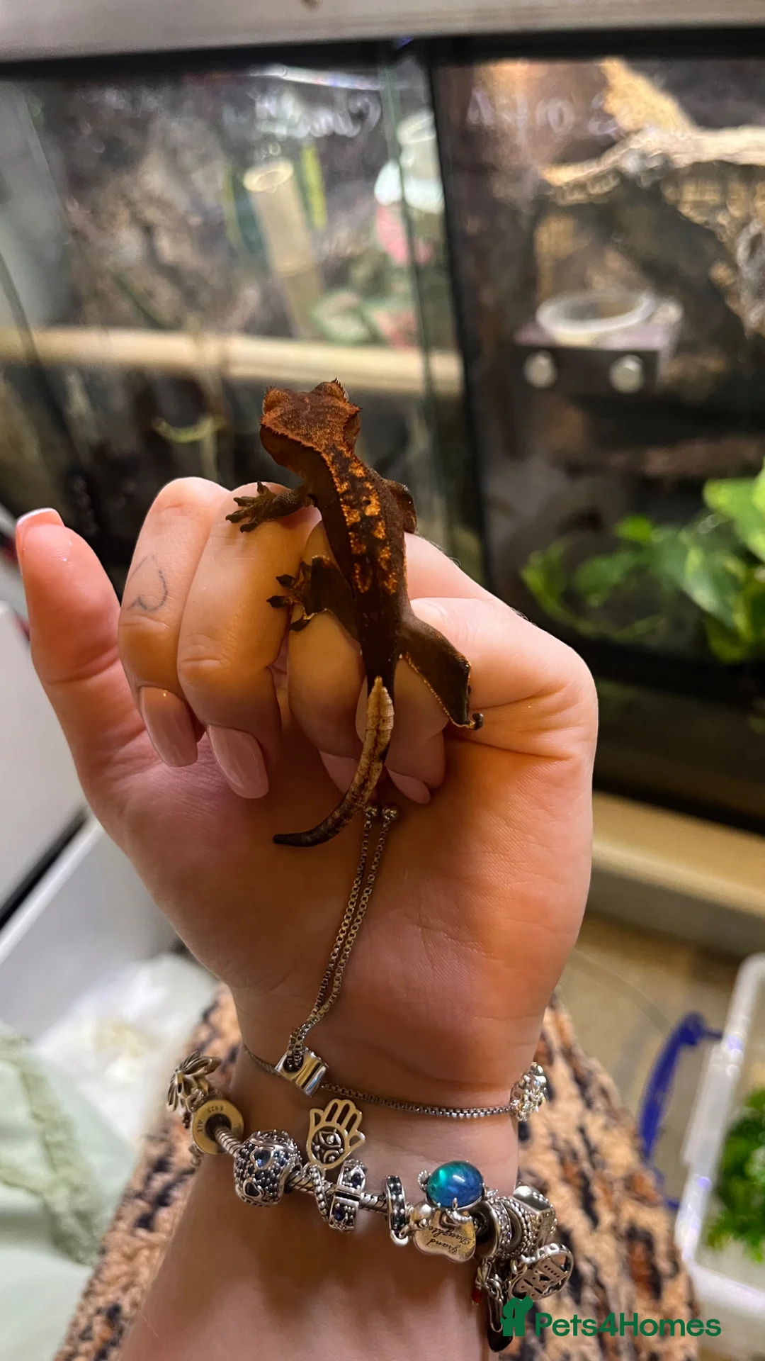 Gecko reptiles for sale: Created gecko hatchling  - Advert 5