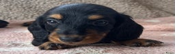 Dachshund dogs for stud: LONGHAIRED KC REG TRI COLOURED STANDARD FOR STUD  in Lancaster - Advert 10
