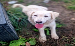 Mixed Breed dogs for adoption: MAGGIE - Advert 4