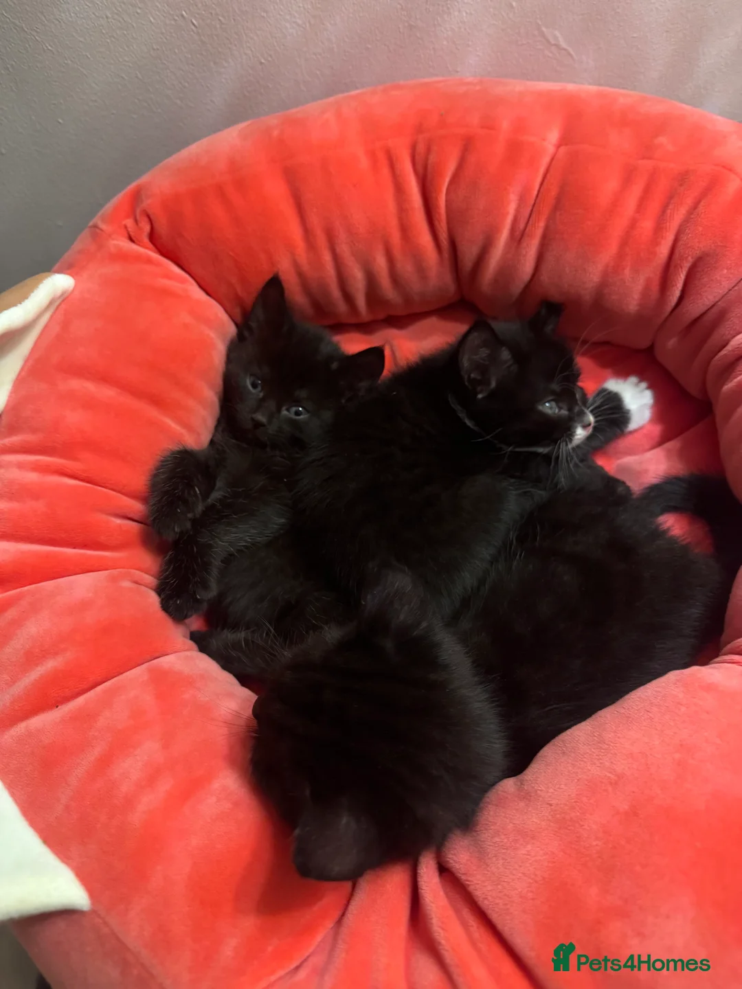 Mixed Breed cats for sale: Kittens for sale  - Advert 2