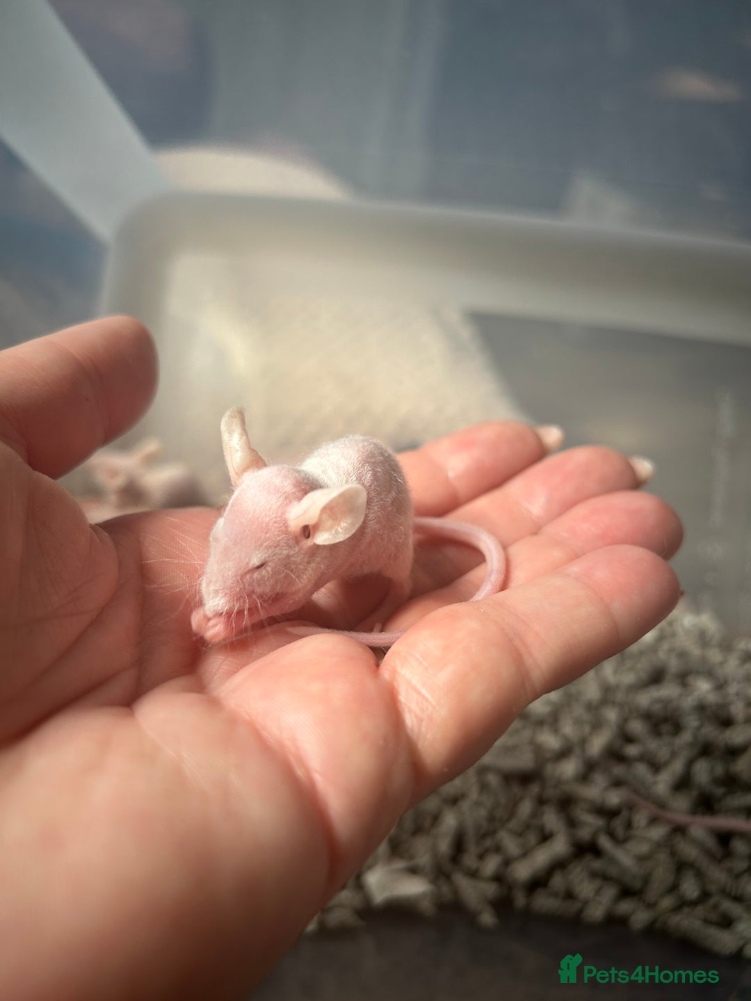 Mouse rodents for sale: Hairless/fuzzy mice, 2 boys left ready now - Image 5