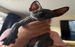 Sphynx cats for sale: ✨ Chunky Stunning Sphynx Kittens for Sale ✨ - Image 4