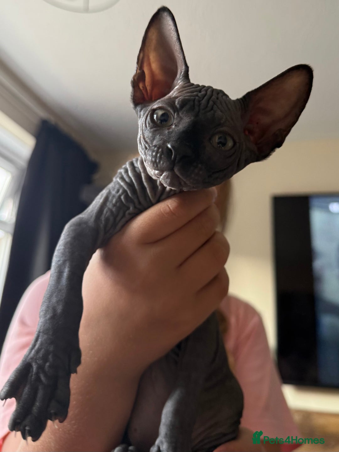 Sphynx cats for sale: ✨ Chunky Stunning Sphynx Kittens for Sale ✨ - Image 4