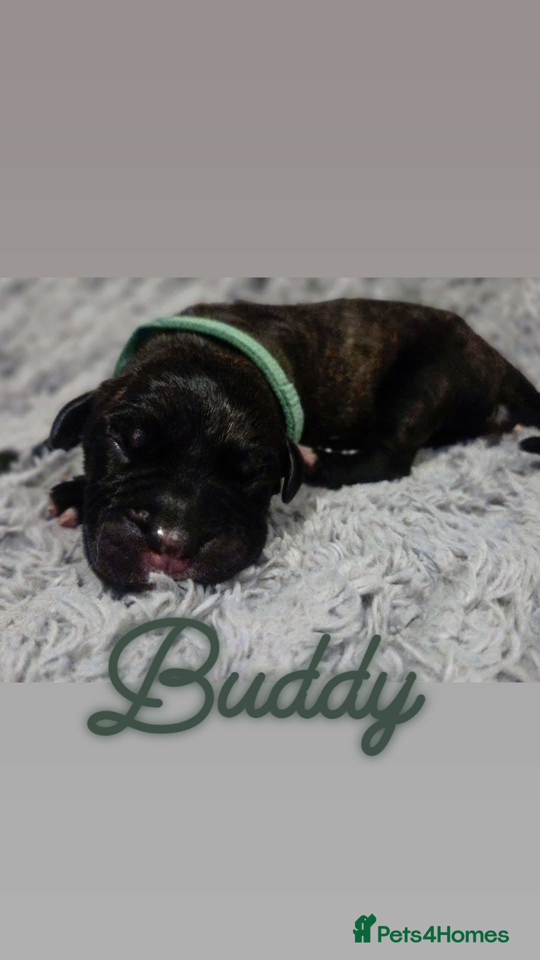 Mixed Breed dogs for sale: Cane Canario Puppies - Advert 8