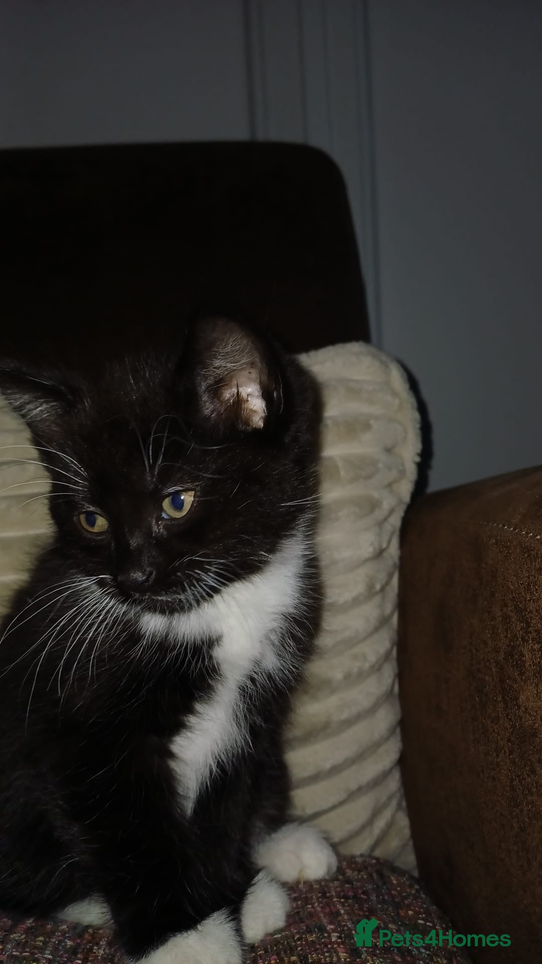 Mixed Breed cats for sale: 3 kittens waiting for a happy home - Advert 10