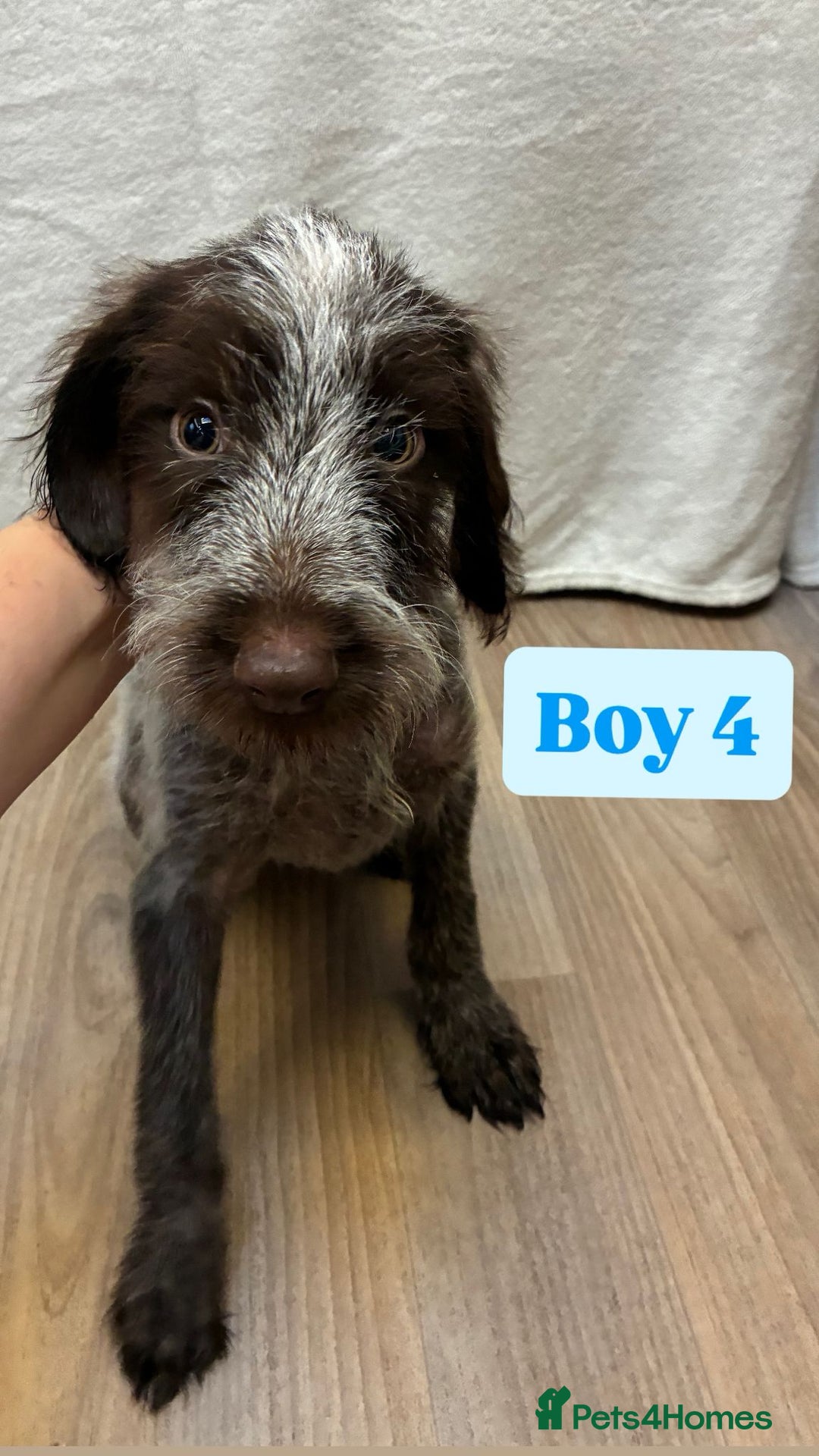 German Wirehaired Pointer dogs for sale: German wire hair pointers for sale - Advert 28