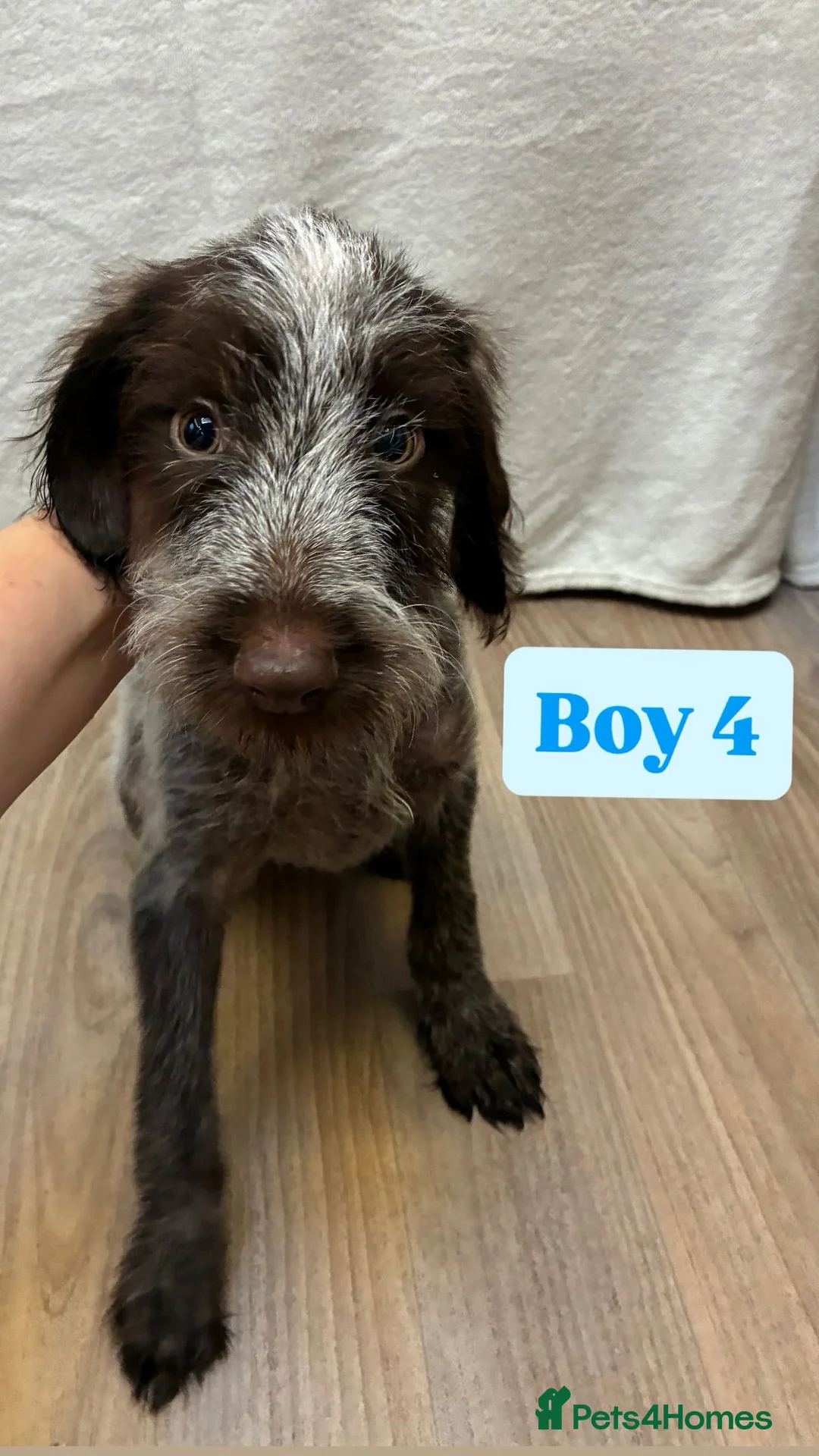 German Wirehaired Pointer dogs for sale: German wire hair pointers for sale - Advert 28