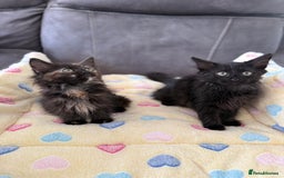Siberian cats for sale: Full stunning siberian kittens for sale - Image 21