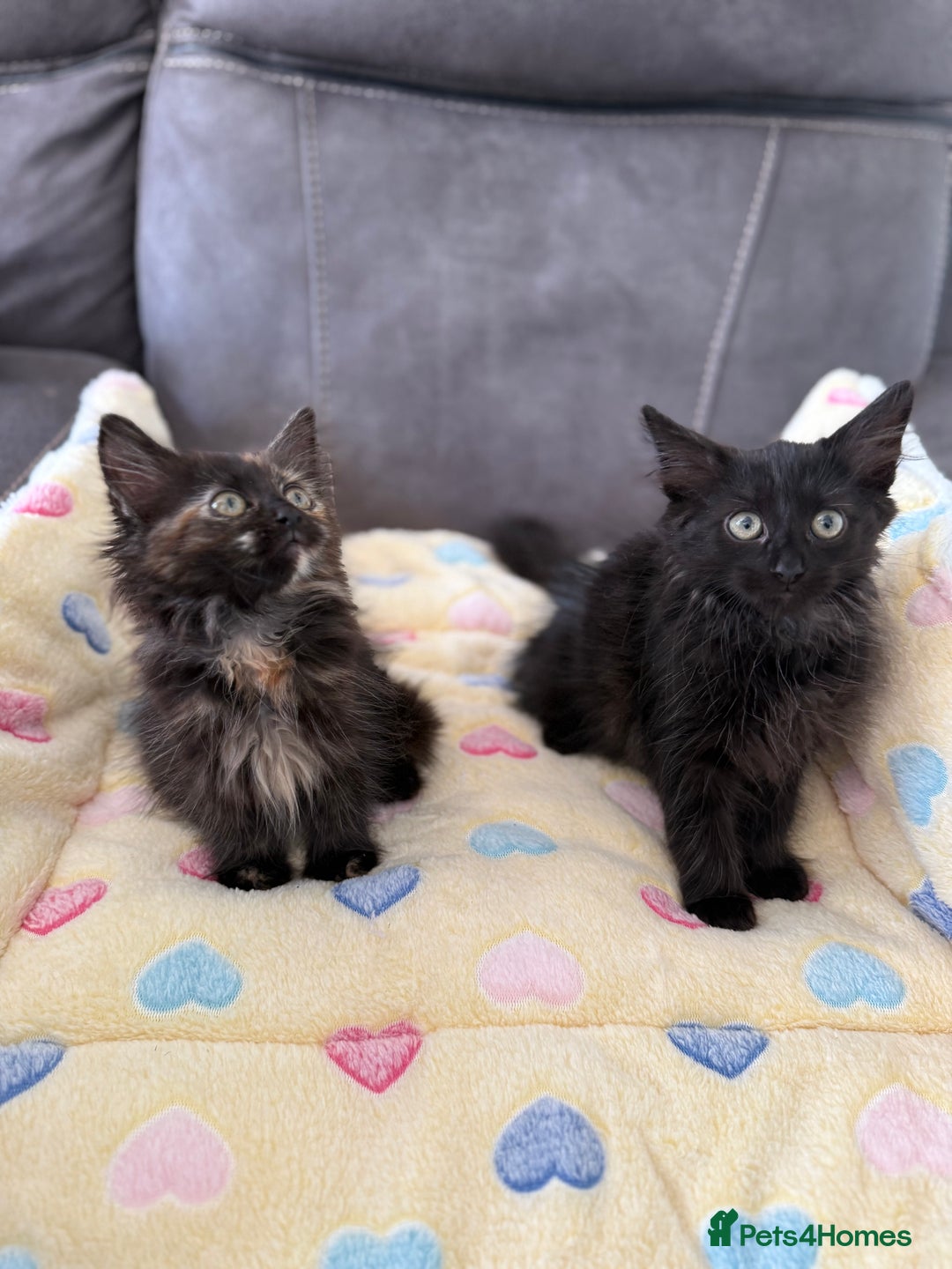 Siberian cats for sale: Full stunning siberian kittens for sale - Image 21