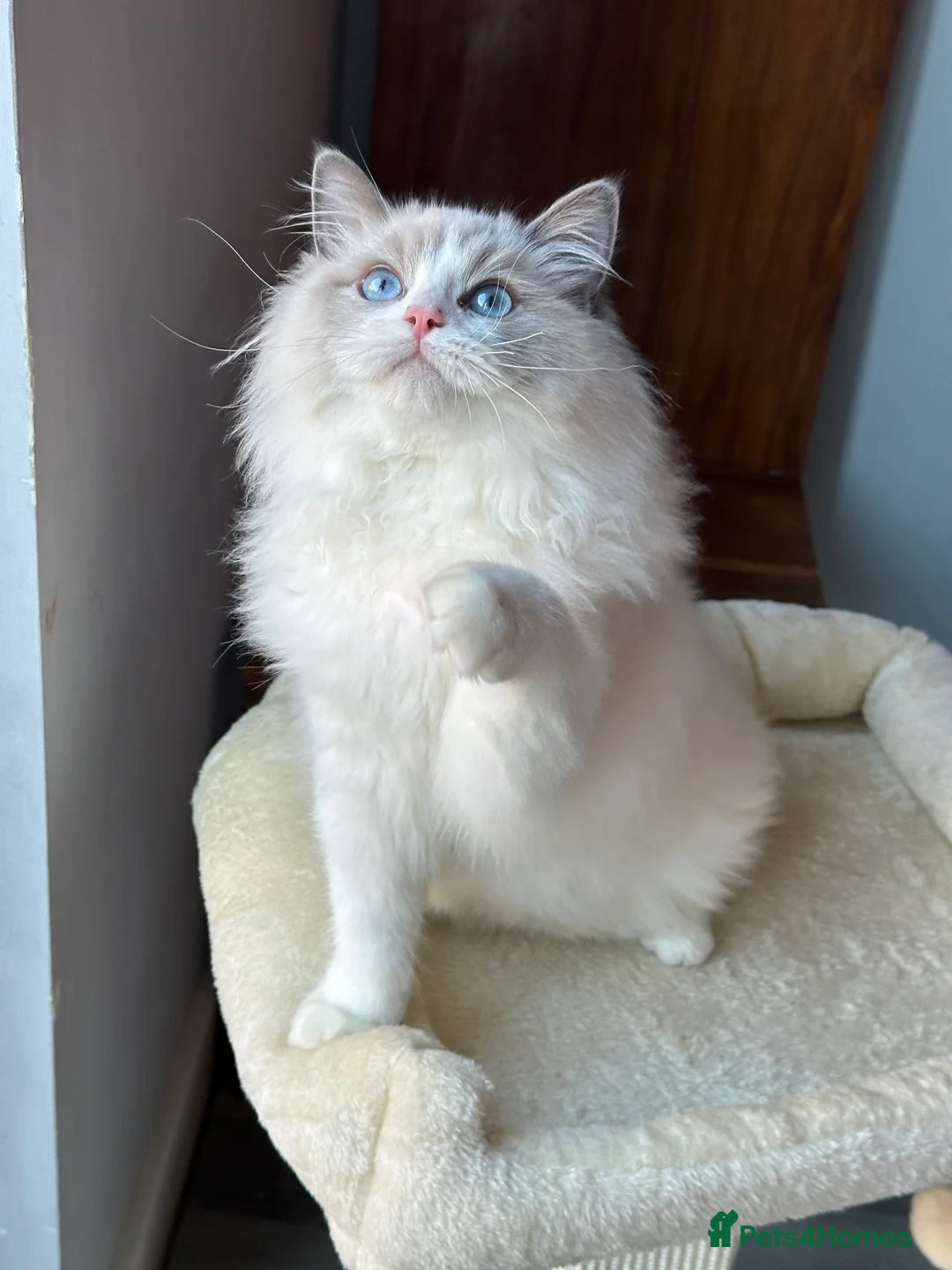 Ragdoll cats for sale:  ACTIVE CAT OR pet TICA Registered Ragdoll Kittens - Advert 9