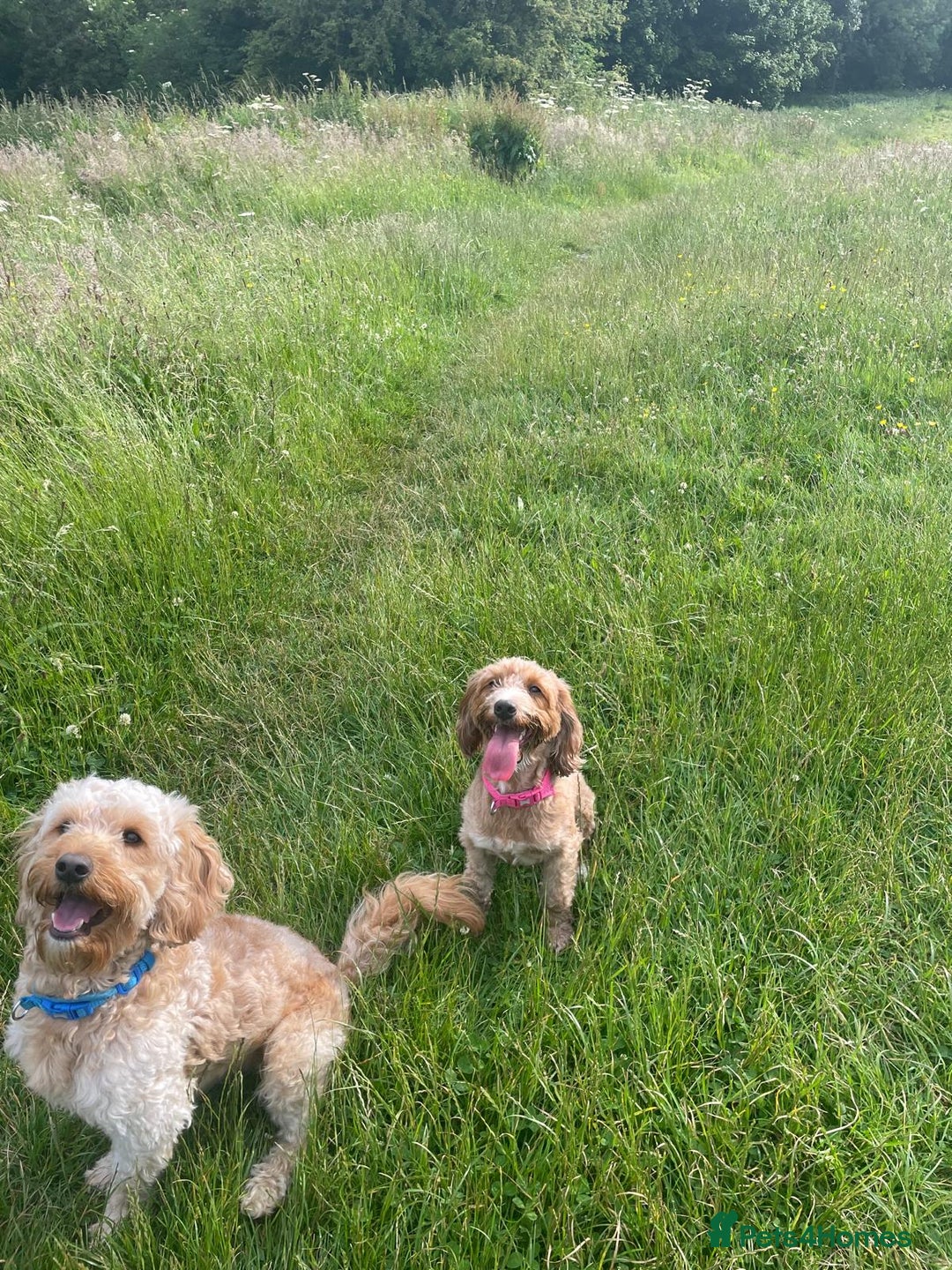Mixed Breed dogs for sale: 5 Beautiful Cockapoo Girls ready  - Image 16