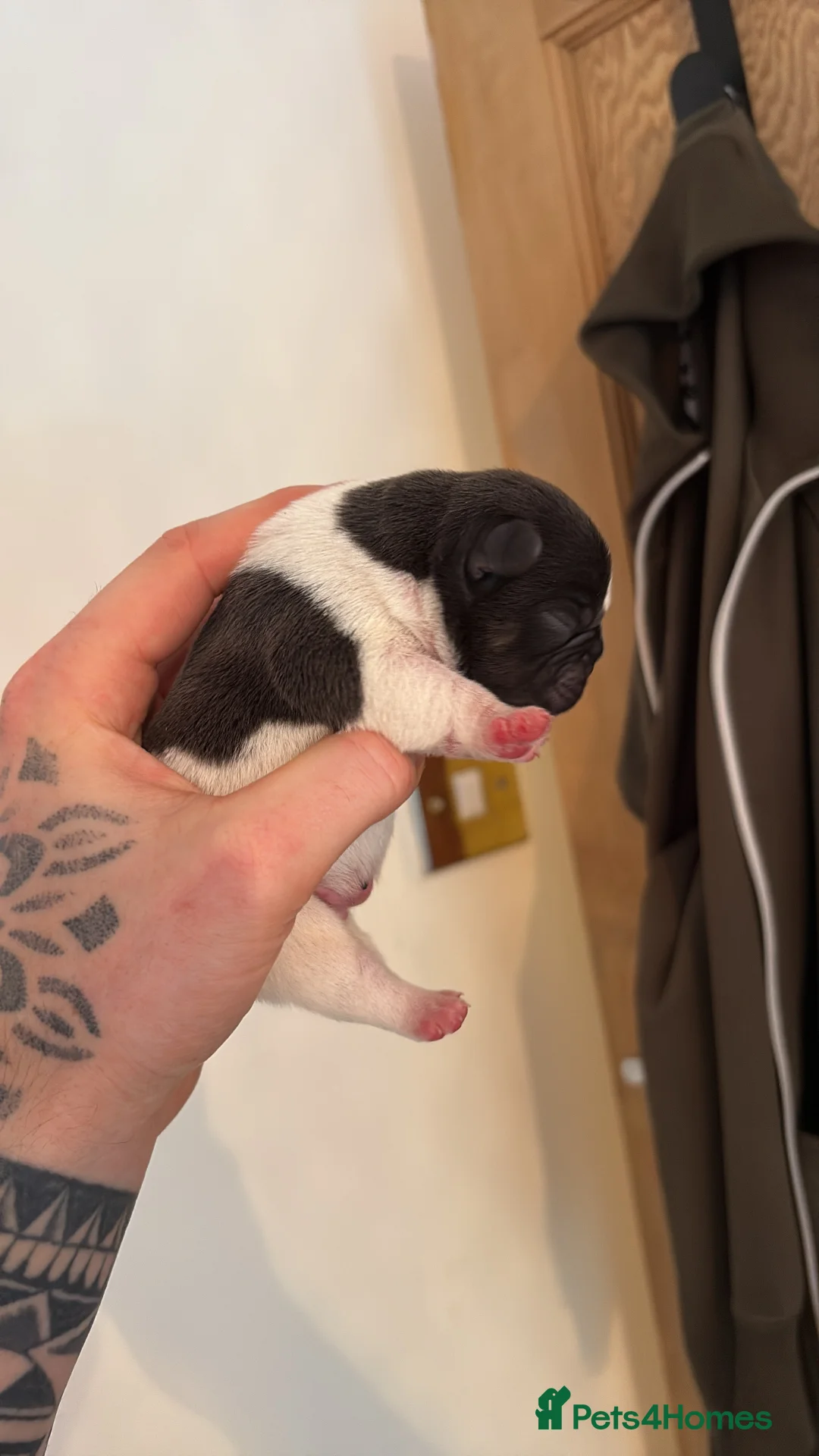 French Bulldog dogs for sale: HIGHLY HEALTH TESTED FRENCHIE PUPS - Advert 8