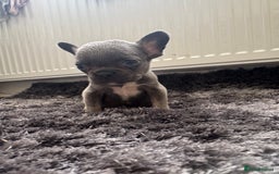 French Bulldog dogs for sale: French bulldogs - Image 25