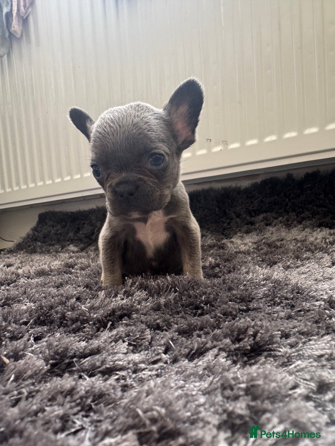 French Bulldog dogs for sale: French bulldogs - Image 25