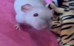 Rat rodents for sale: 3 adorable male Dumbo Rats - Image 4