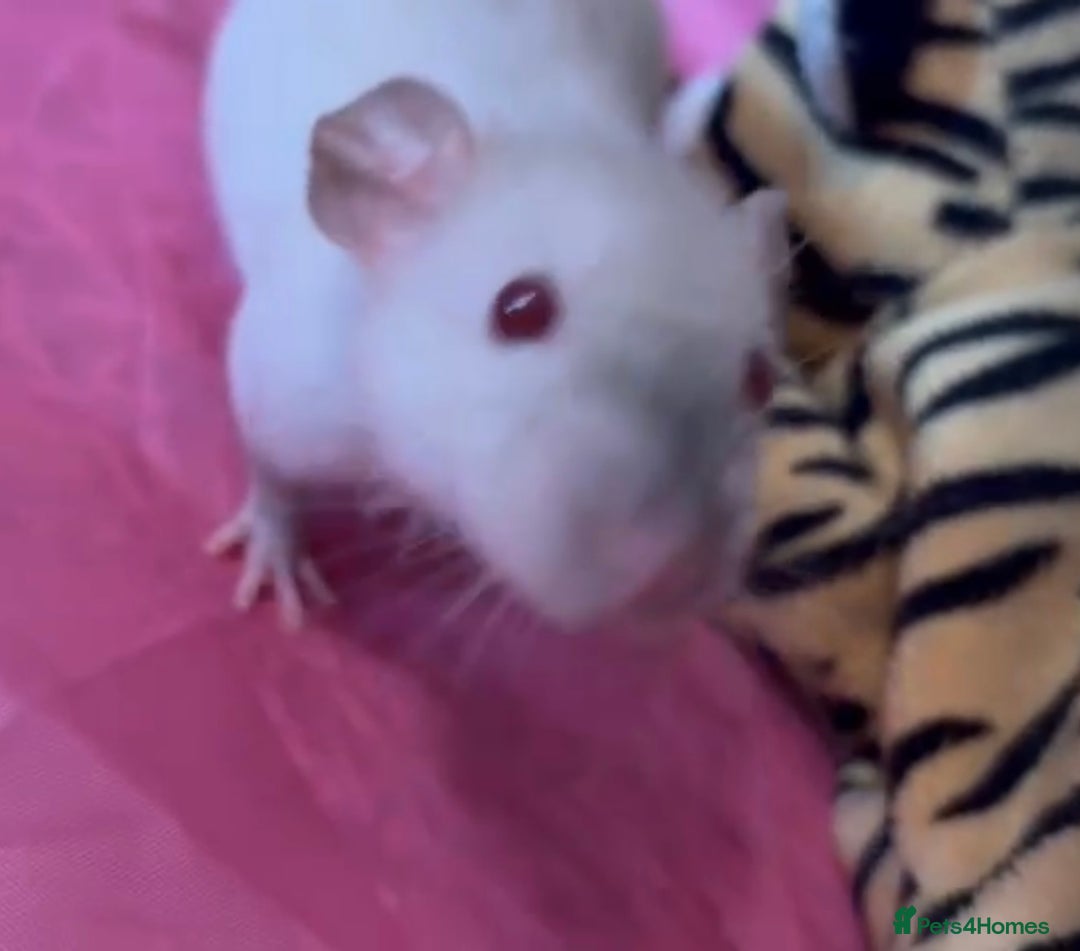 Rat rodents for sale: 3 adorable male Dumbo Rats - Image 4