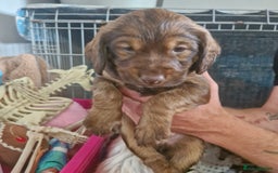 Mixed Breed dogs for sale: Spaniel pups in Woodbridge - Image 4