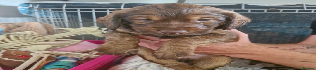 Mixed Breed Puppy 1