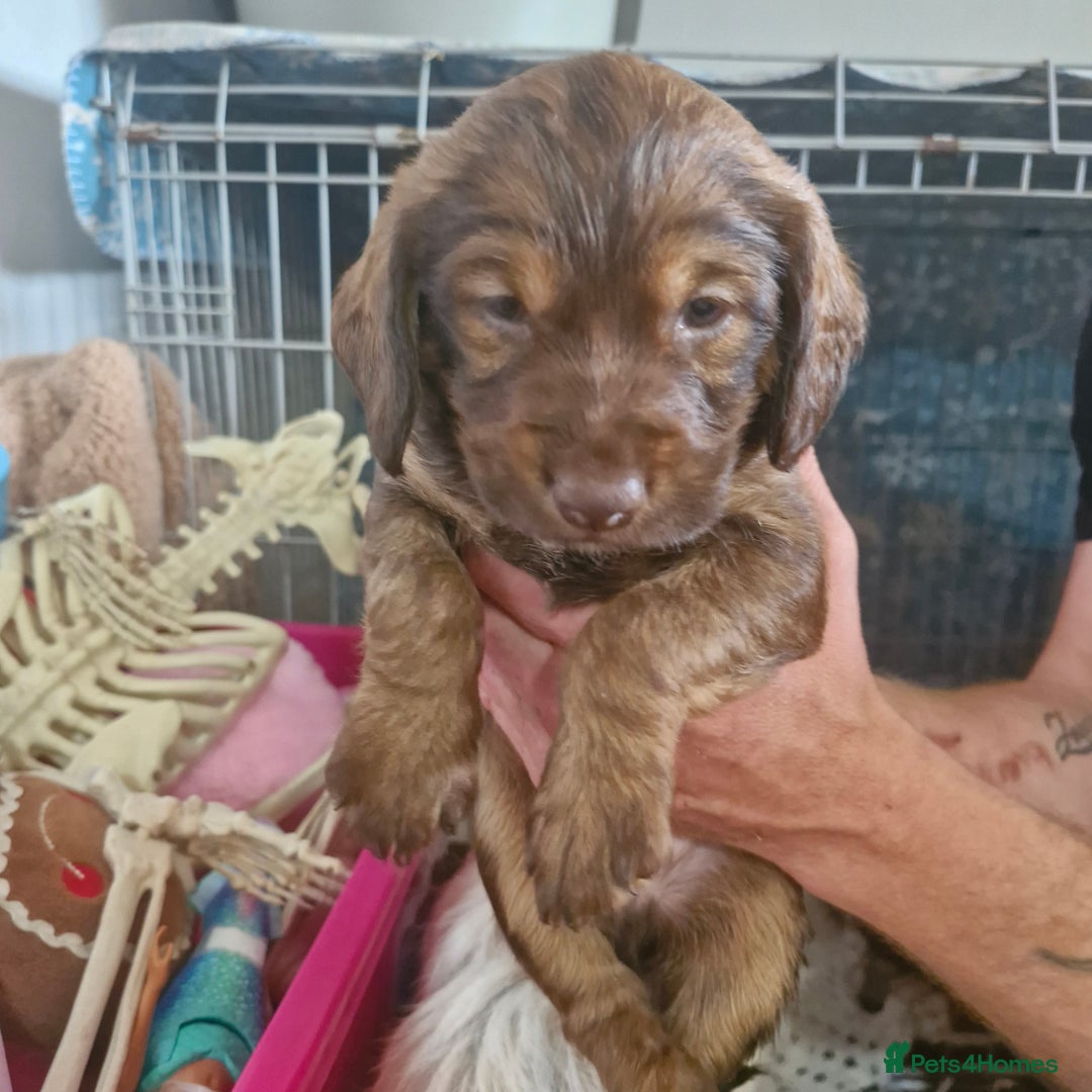Mixed Breed dogs for sale: Spaniel pups in Woodbridge - Image 4